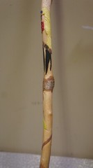 36″ DECORATIVE WOOD WALKING STICK OR CANE-USE OR DECORATION NOT COLLAPSIBLE
