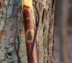 55 In. Hiking Walking Stick Strong Durable Hawthorn Wood Handcrafted in the USA