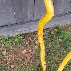 Handcrafted Wood Hiking Walking Stick Lot of 4 Brown/Yellow Unisex Adults
