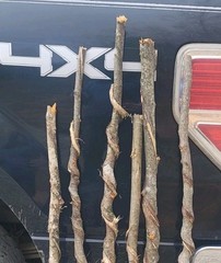 🔥BEAUTIFUL! Set of 6 FRESH Cut Vine Twisted Stick with Bark~ Read Description