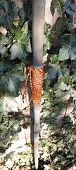 Bamboo Staff – 64″ – Walking Hiking Trekking Stick – Paracord Grip & Strap – #17