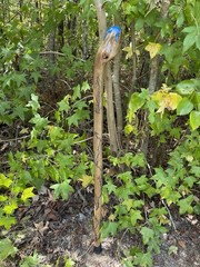 Walking Stick Fractal Lichtenberg With Epoxy Burl Top Handmade & Finished