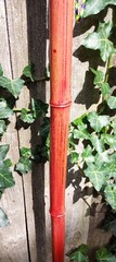 65″ – Bamboo – Walking Hiking Trekking Stick/Staff – Paracord Grip & Strap – #55