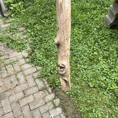 Hand-Carved Wooden Walking Stick Cane w/ Animal Head Handle, Brown, Unisex