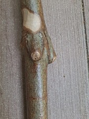 sturdy Natural DOGWOOD 46″ Walking-Stick 3D cut Spiral Deer Antler Burr Handle
