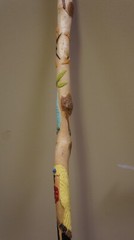 36″ DECORATIVE WOOD WALKING STICK OR CANE-USE OR DECORATION NOT COLLAPSIBLE