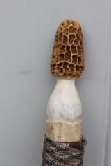 Custom Made Diamond Willow Walking Hiking Stick with Carved Antler Morel Topper