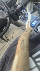 Maine-Made Hickory Walking Stick – Rustic Hand-Carved Staff