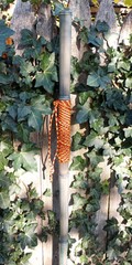 Bamboo Staff – 64″ – Walking Hiking Trekking Stick – Paracord Grip & Strap – #17