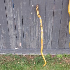Handmade Wooden Walking Stick with Carved Face and Painted Accents for Hiking