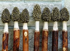 Morel Mushroom Hickory Hiking Stick with Compass