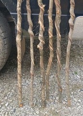 🔥BEAUTIFUL! Set of 6 FRESH Cut Vine Twisted Stick with Bark~ Read Description