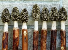Morel Mushroom Hickory Hiking Stick with Compass