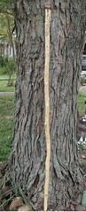 Walking Stick Hiking Stick Handmade Sweet Gum Wood Staff 59.5” Trekking Pole,Art