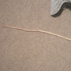 cool ass stick