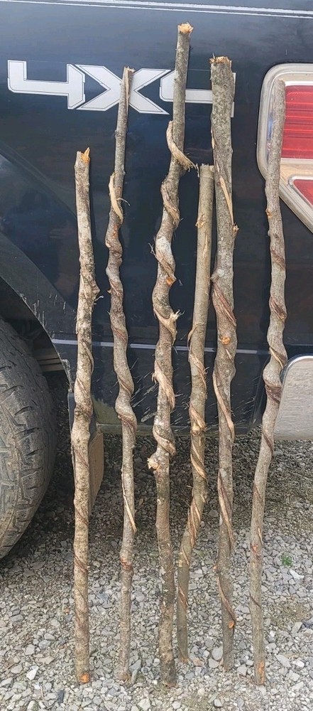 🔥BEAUTIFUL! Set of 6 FRESH Cut Vine Twisted Stick with Bark~ Read Description