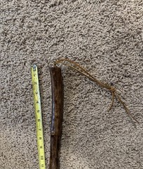 Hand Carved Hiking Stick Trekking Walking Cane Staff Folk Art Approx. 41.5”