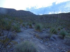 HIKING/WALKING STICK MADE FROM NEW MEXICO YUCCA PLANT FLOWER STALK NUMBER 34
