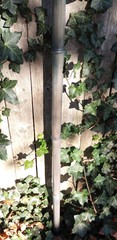 Bamboo Staff – 64″ – Walking Hiking Trekking Stick – Paracord Grip & Strap – #17