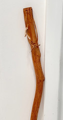 Brazos Handcrafted Free-Form Hawthorn Wood Walking Stick – 43.5″ Hiking Cane