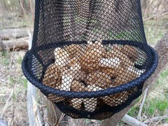Morel Mushroom Expandable Bucket Deluxe Wholesale lot Of 20