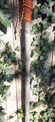 Bamboo Staff – 64″ – Walking Hiking Trekking Stick – Paracord Grip & Strap – #17
