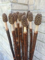 Morel Mushroom Hickory Hand Carved Hiking Stick All One of a Kind