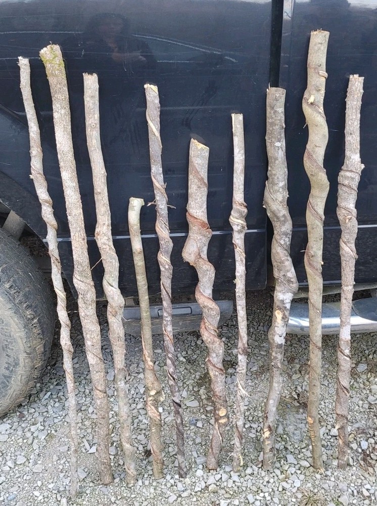 BEAUTIFUL!! Set of 10 FRESH Cut Vine Twisted Stick with Bark~ Read Description