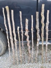 BEAUTIFUL!! Set of 10 FRESH Cut Vine Twisted Stick with Bark~ Read Description