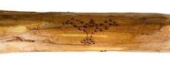 WALKING STICK 56″ HAND CARVED CANE Nature Animals Stars Moon Sun Astrology Peter