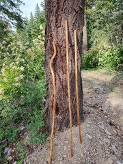 Seasoned Elderberry walking sticks for hiking Stronger then hardwood