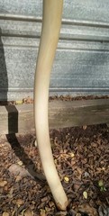 Handmade Rustic Crooked Walking Stick Feathered Staff