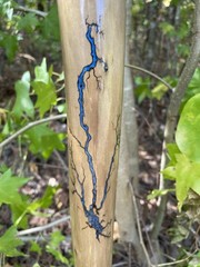 Walking Stick Fractal Lichtenberg With Epoxy Burl Top Handmade & Finished