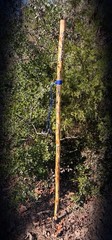64” Sweetgum FRACTAL LICHTENBERG Walking HIKING Stick Handmade & Finished 🇺🇸
