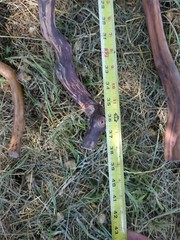 (4 Lot) Sanded Wood Walking Staffs Sticks Gandalf Hiking Trekking 38-41″ Long