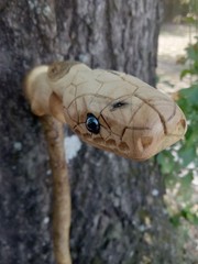 Handmade Snake/Python Cane Solid One Piece Walking Stick