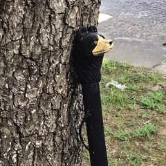 Unique Hand Carved Wood BEAR HEAD Walking Hiking Stick 48”