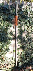 Bamboo Staff – 64″ – Walking Hiking Trekking Stick – Paracord Grip & Strap – #17
