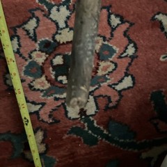 Hand Carved Natural Wood Hiking Walking Stick Cane Great Handle 35 1/2”(or Less)