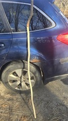Maine-Made Hickory Walking Stick – Rustic Hand-Carved Staff