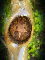 Walking Stick Fractal Lichtenberg With Epoxy Burl Top Handmade & Finished