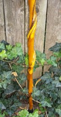 43″ Hand Carved Spiral Mulberry Walking Stick Cane w/ Brass Skull Top Handle #28