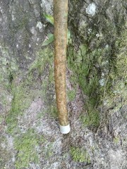 Handmade Snake/Python Cane Solid One Piece Walking Stick
