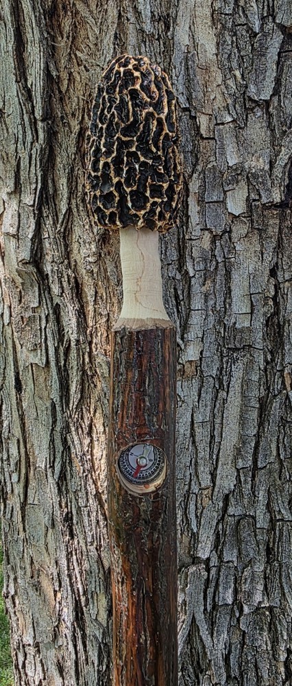 Morel Mushroom Hickory Hiking Stick with Compass