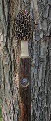Morel Mushroom Hickory Hiking Stick with Compass
