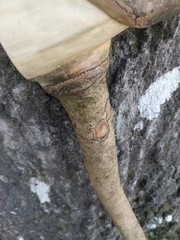 Handmade Snake/Python Cane Solid One Piece Walking Stick