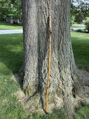 Walking Stick With Whistle And Compass That Unscrews Into Three Pieces