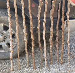 🔥BEAUTIFUL! Set of 10 FRESH Cut Vine Twisted Stick with Bark~ Read Description