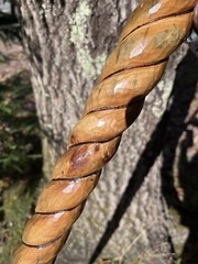 walking /hiking staff
