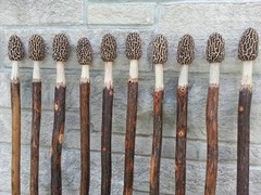 Morel Mushroom Hickory Hand Carved Hiking Stick All One of a Kind